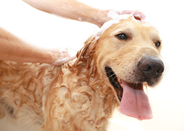iStock-2.jpg (177546326)