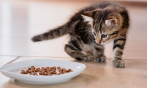 Krmivo pro koťata: nutriční potřeby koťat Krmivo pro koťata: nutriční potřeby koťat