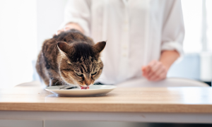 Jak pomoci vaší kočce s nadváhou zhubnout: tipy a rady odborníků Jak pomoci vaší kočce s nadváhou zhubnout: tipy a rady odborníků
