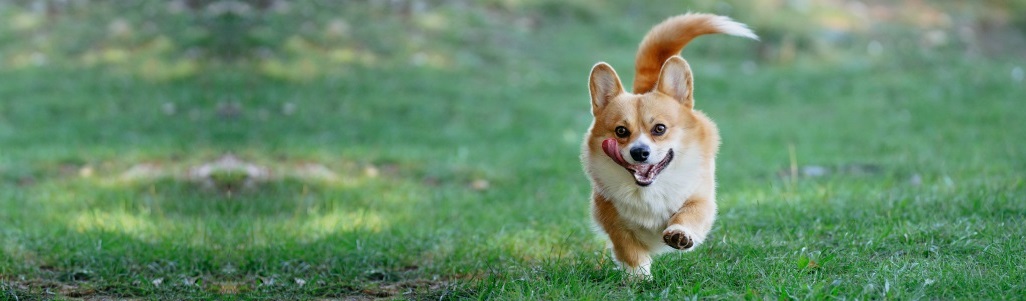 Effitix spot on pro psy