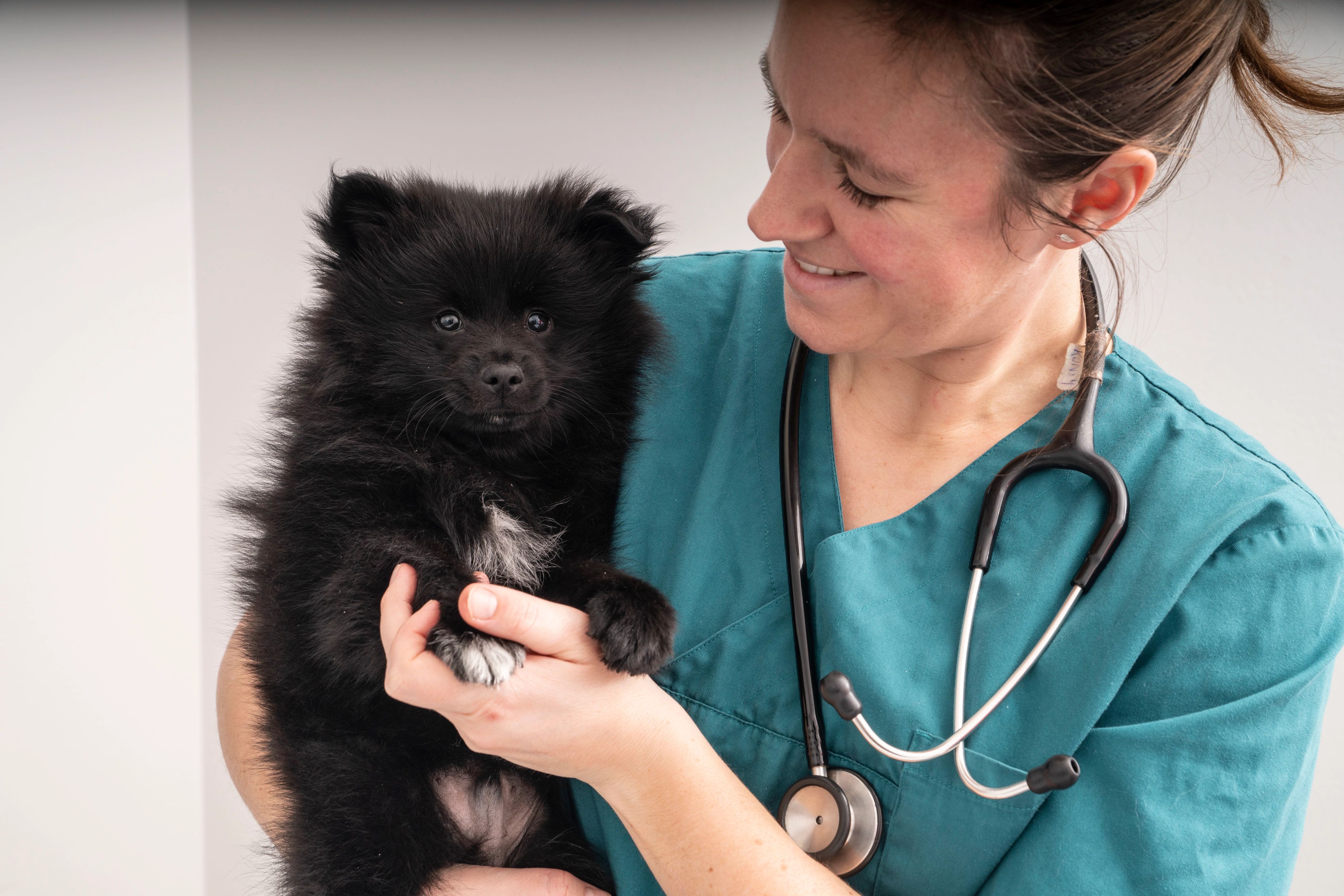 Kastrace psů: zdravotní přínosy, rizika a další informace Kastrace psů: zdravotní přínosy, rizika a další informace