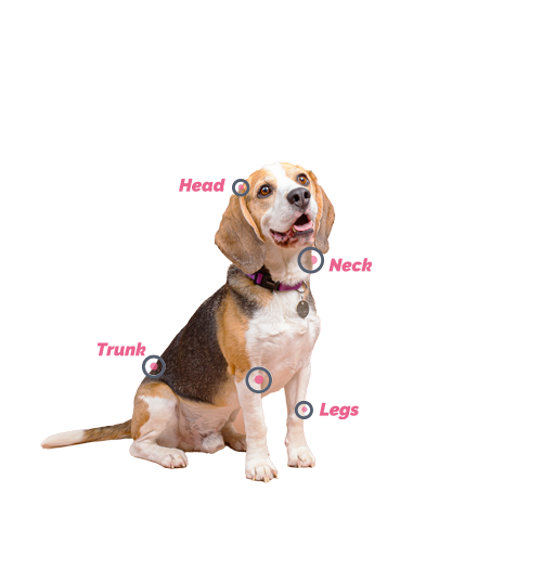 dog-locations (2).png