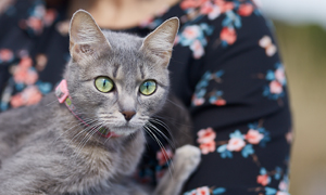 Tipy pro zlepšení zdraví ústní dutiny vaší kočky