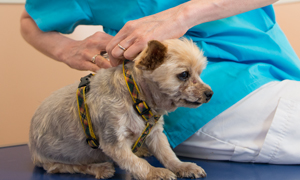 Odčervení psů a koček - proč je to tak důležité?