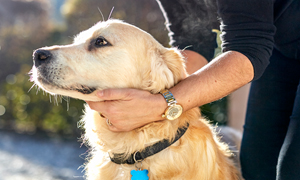 Fascinující blechy