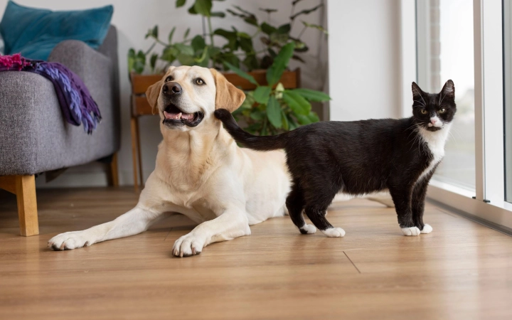 Labrador dog lying on wooden floor beside black and white cat near window in cozy living room.
