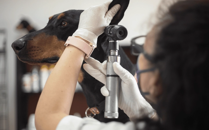 Dog_examination of a Doberman's ear_in clinic_with vet_advice