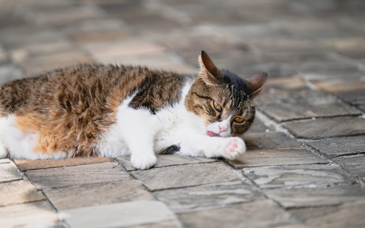Cat_licking its paw_outdoor_alone_advice